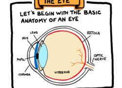 The Story of My Eye